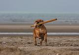 STAFFIE 340
